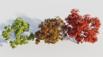Acer palmatum c