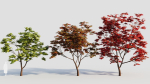 Acer palmatum c