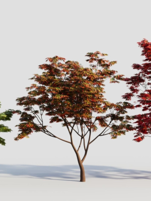 Acer palmatum c