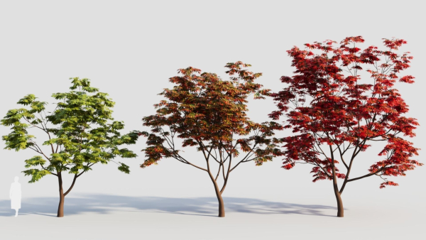 Acer palmatum c