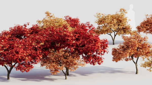 Acer palmatum c