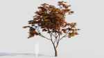 Acer palmatum c