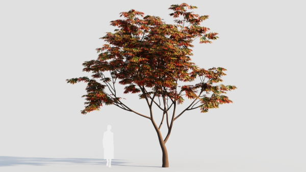 Acer palmatum c