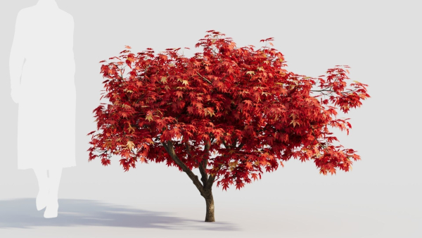 Acer palmatum c