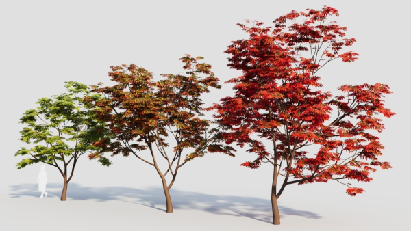 Acer palmatum c