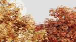 Acer palmatum c