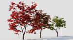Acer palmatum c