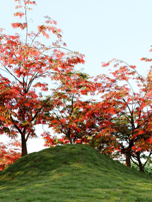 acer-palmatum-c-3d-model-9ce3311505