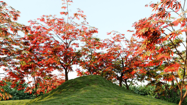 Acer palmatum c