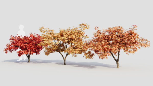 Acer palmatum c