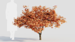 Acer palmatum c