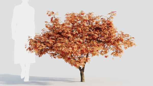 Acer palmatum c
