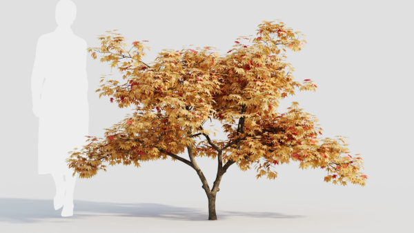 Acer palmatum c