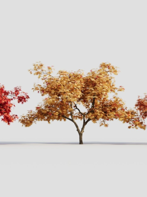 Acer palmatum c