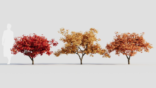 Acer palmatum c