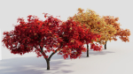 Acer palmatum c
