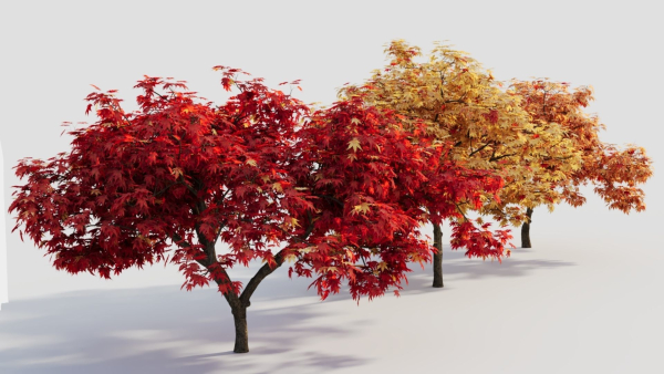 Acer palmatum c