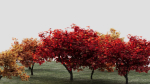 Acer palmatum c