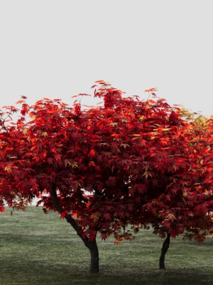 acer-palmatum-c-3d-model-c80095004d
