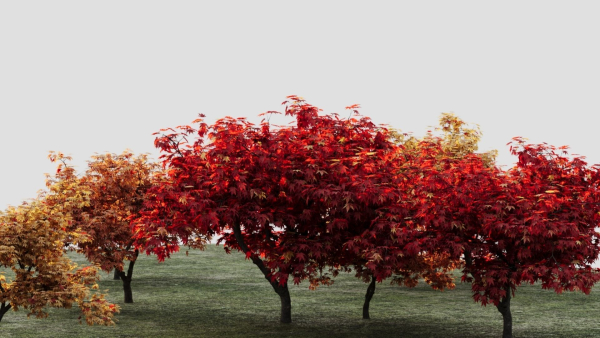 Acer palmatum c