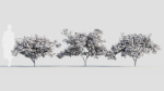 Acer palmatum c