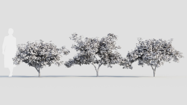 Acer palmatum c