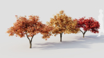 Acer palmatum c