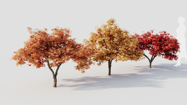 Acer palmatum c