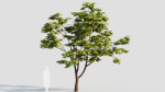 Acer palmatum c