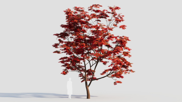 Acer palmatum c