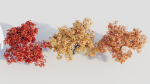 Acer palmatum c