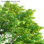 Acer palmatum - Japanese maple 05