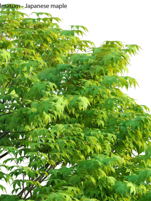 acer-palmatum-japanese-maple-05-3d-model-max-fbx-skp