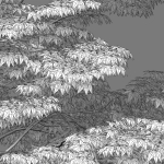 Acer palmatum - Japanese maple 05