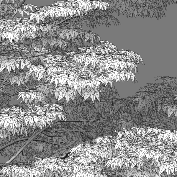 Acer palmatum - Japanese maple 05