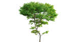 Acer palmatum - Japanese maple 05