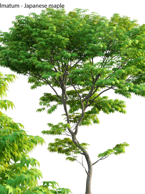 Acer palmatum - Japanese maple 05