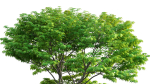 Acer palmatum - Japanese maple 05