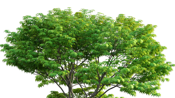 Acer palmatum - Japanese maple 05