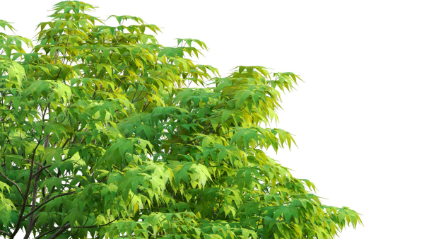 Acer palmatum - Japanese maple 05