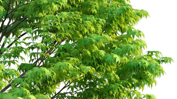 Acer palmatum - Japanese maple 05