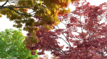 Acer palmatum - Japanese maple 05