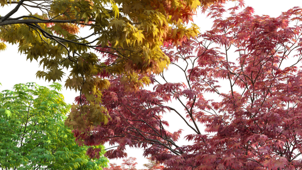 Acer palmatum - Japanese maple 05