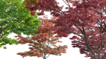 Acer palmatum - Japanese maple 05