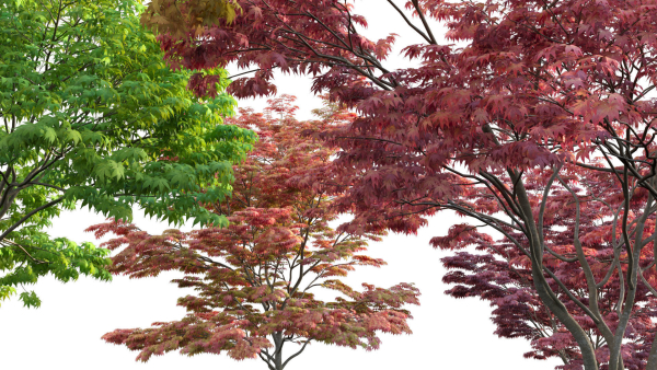 Acer palmatum - Japanese maple 05