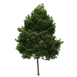 Acer platanoides 202SU - Norway Maple