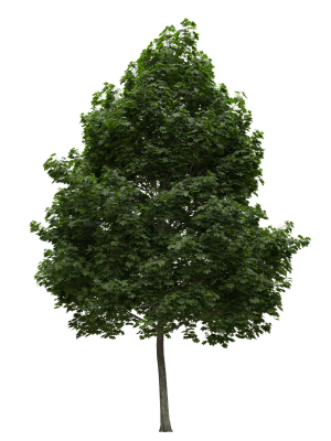 acer-platanoides-202su-norway-maple-3d-model-0a6b880f25