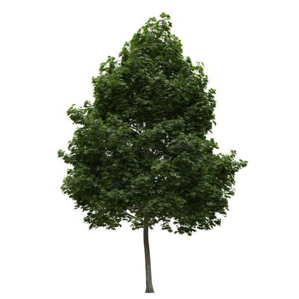 Acer platanoides 202SU - Norway Maple