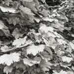 Acer platanoides 202SU - Norway Maple