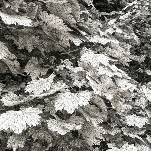 Acer platanoides 202SU - Norway Maple